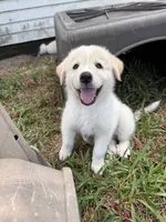 Honey , a female Great Pyrenees and Siberian Husky for sale in Edna, TX – 8 of 9