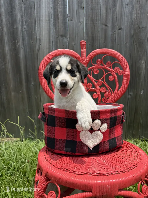Spotz – Great Pyrenees, Siberian Husky puppy for sale in Edna, TX