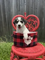 Spotz, a female Great Pyrenees and Siberian Husky for sale in Edna, TX – 1 of 10