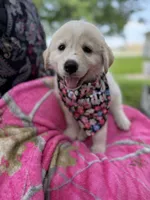 Honey , a female Great Pyrenees and Siberian Husky for sale in Edna, TX – 9 of 9