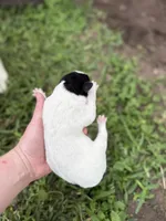 Black and white girl, a female Great Pyrenees and Siberian Husky for sale in Edna, TX – 3 of 6