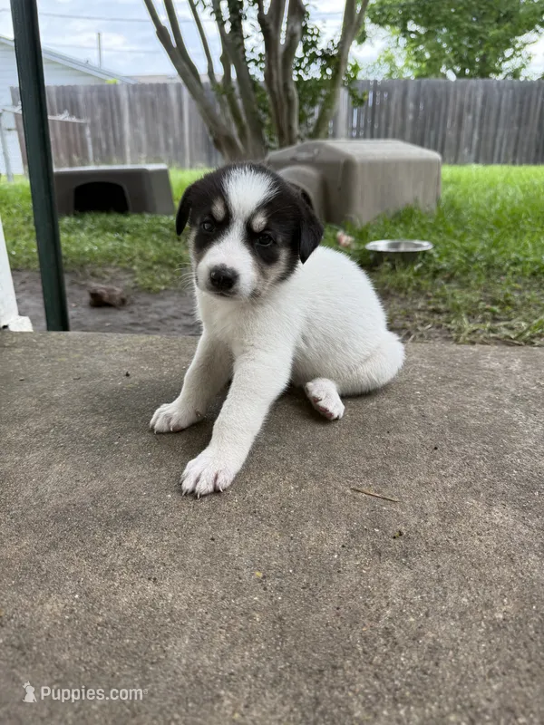 Black and white girl – Great Pyrenees, Siberian Husky puppy for sale in Edna, TX
