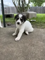Black and white girl, a female Great Pyrenees and Siberian Husky for sale in Edna, TX – 1 of 8