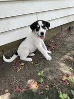 Spotz, a female Great Pyrenees and Siberian Husky for sale in Edna, TX – 3 of 10