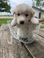 White tan girl, a female Great Pyrenees and Siberian Husky for sale in Edna, TX – 8 of 8