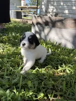 Black and white girl, a female Great Pyrenees and Siberian Husky for sale in Edna, TX – 3 of 8