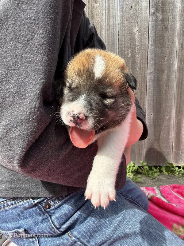 Tricolored boy – Great Pyrenees, Siberian Husky puppy for sale in Edna, TX
