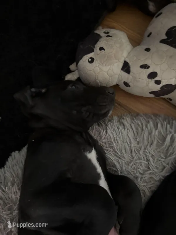 Black  – Great Dane puppy for sale in Roy, UT