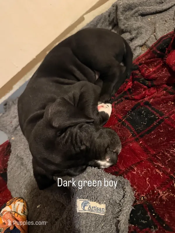 Dark Green – Great Dane puppy for sale in Roy, UT