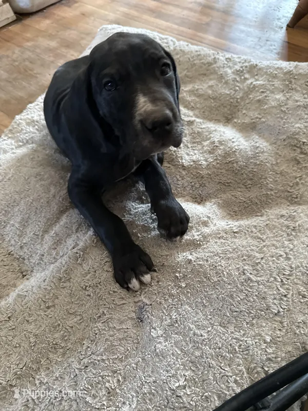 Yellow – Great Dane puppy for sale in Roy, UT