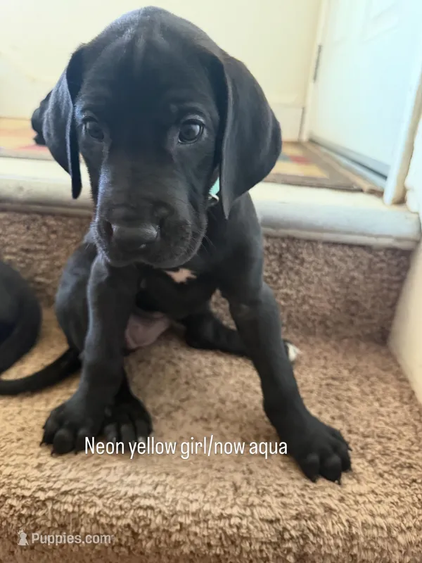 Aqua – Great Dane puppy for sale in Roy, UT