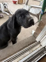 Blue, a male Great Dane for sale in Roy, UT – Photo 2 of 2