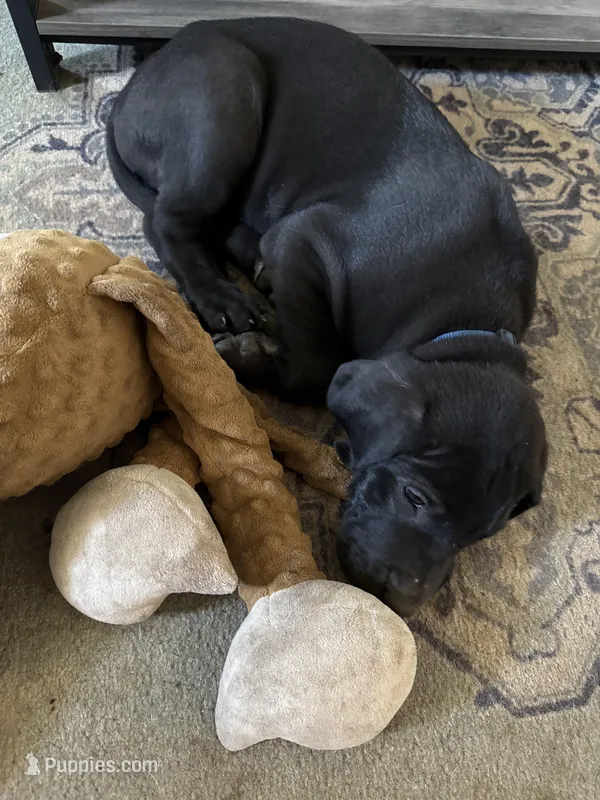 Blue – Great Dane puppy for sale in Roy, UT