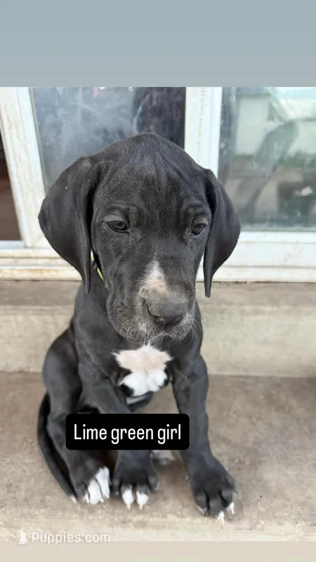 Lime Green – Great Dane puppy for sale in Roy, UT