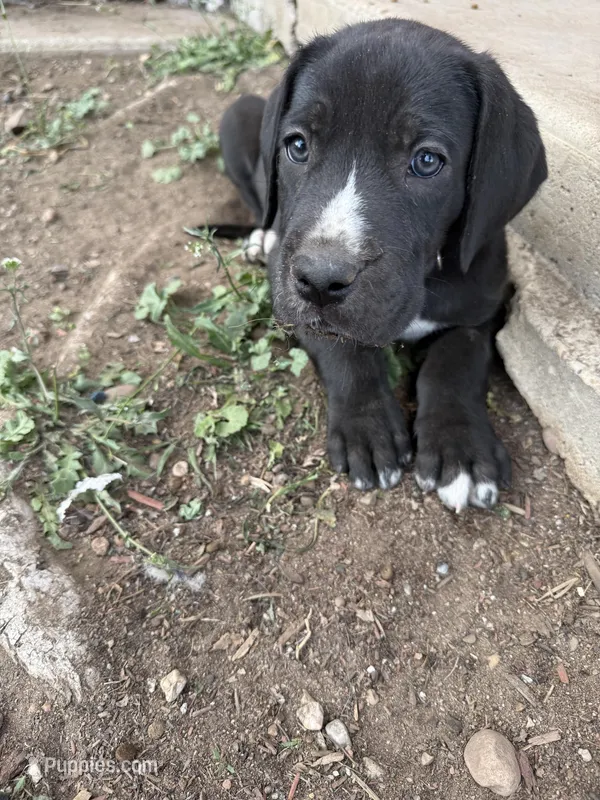 Red collar – Great Dane puppy for sale in Roy, UT