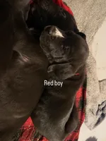 Red collar, a male Great Dane for sale in Roy, UT – Photo 2 of 2