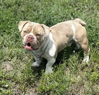 CASH, a male American Bulldog and French Bulldog for sale in Fort Myers, FL – 3 of 5