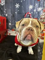 CASH, a male American Bulldog and French Bulldog for sale in Fort Myers, FL – 4 of 5