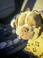 CASH, a male American Bulldog and French Bulldog for sale in Fort Myers, FL – 5 of 5