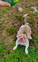 CASH, a male American Bulldog and French Bulldog for sale in Fort Myers, FL – 2 of 5