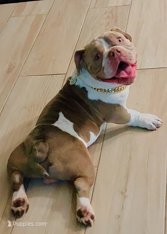 CASH – American Bulldog, French Bulldog puppy for sale in Fort Myers, FL