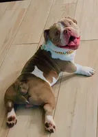 CASH, a male American Bulldog and French Bulldog for sale in Fort Myers, FL – 1 of 5