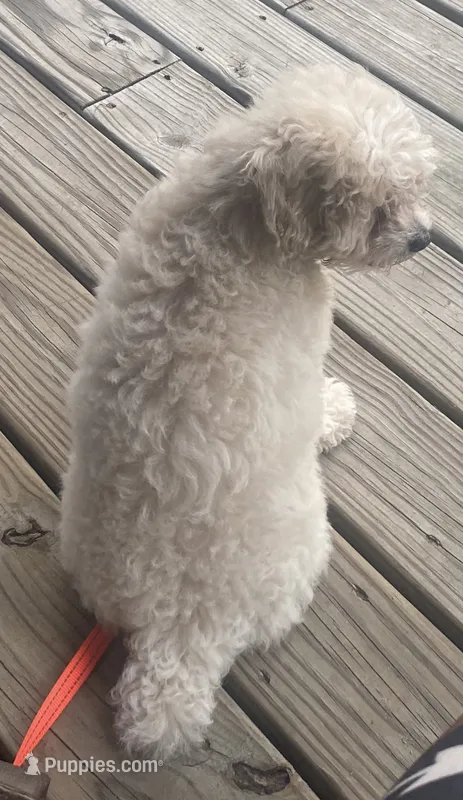 Vivian – Poodle - Miniature  puppy for sale in Hendersonville, TN
