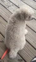 Vivian, a female Poodle - Miniature  for sale in Hendersonville, TN – 1 of 2