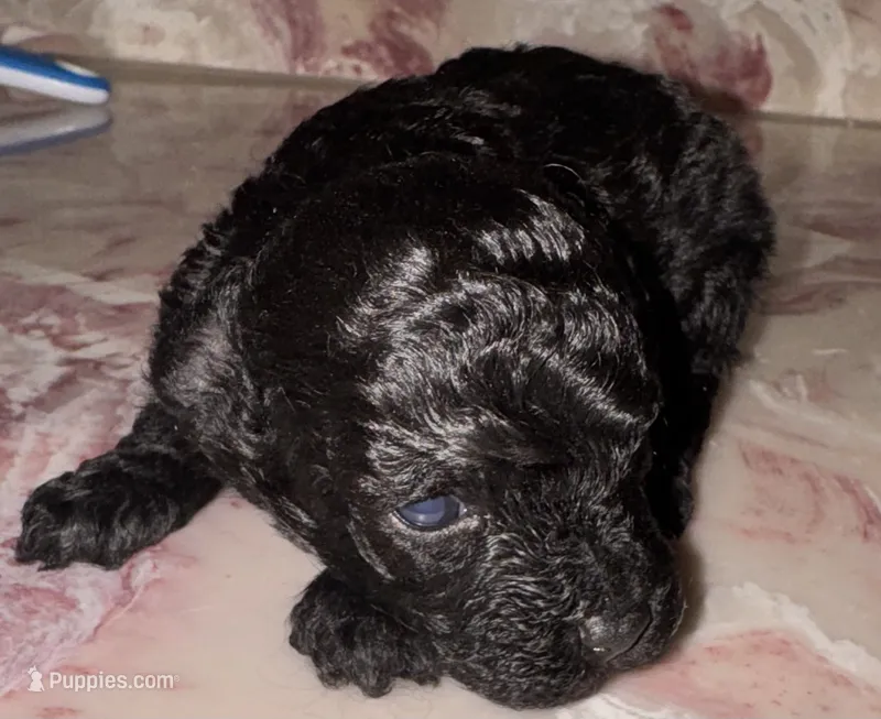 Akc keke – Poodle - Toy  puppy for sale in Nashville, TN