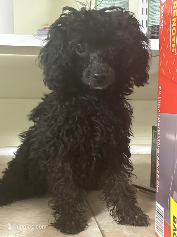  onyx  – Poodle - Toy  puppy for sale in Warrenton, MO