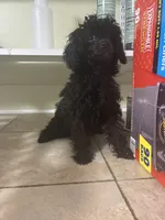  onyx , a male Poodle - Toy  for sale in Warrenton, MO – 2 of 6