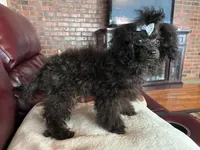 Raven, a female Poodle - Toy  for sale in Hendersonville, TN – 4 of 10