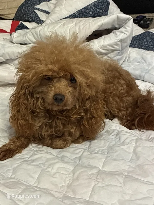 Pumpkin – Poodle - Toy  puppy for sale in Warrenton, MO