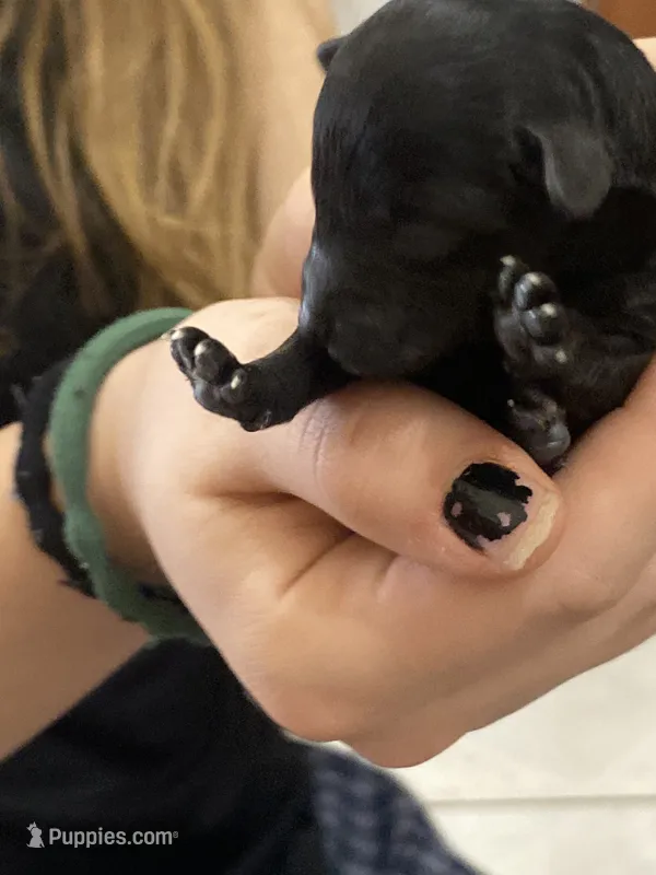 Puppy4 – Poodle - Toy  puppy for sale in Warrenton, MO