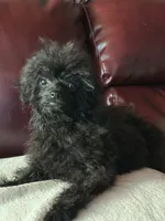 Codey , a male Poodle - Toy  for sale in Warrenton, MO – 8 of 8