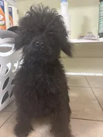 Coal, a male Poodle - Toy  for sale in Warrenton, MO – 6 of 6