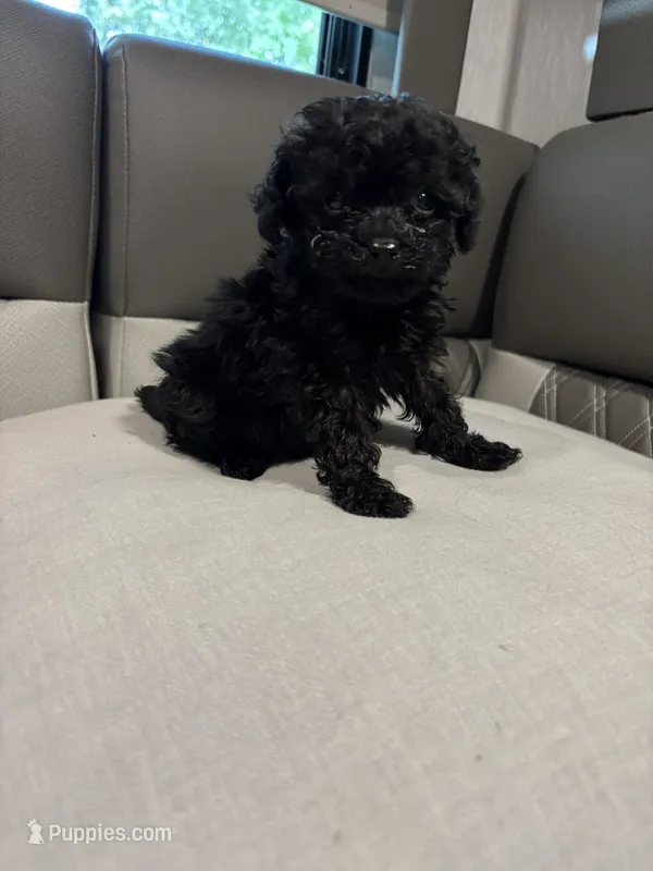 Akc coal – Poodle - Toy  puppy for sale in Warrenton, MO