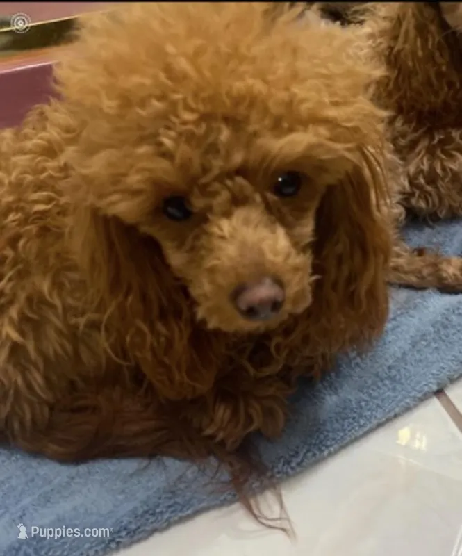 Pumpkin – Poodle - Toy  puppy for sale in Warrenton, MO