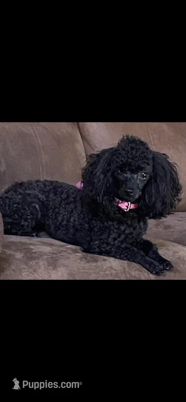 Charlotte – Poodle - Toy  puppy on hold in Warrenton, MO