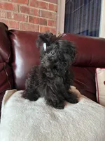 Raven, a female Poodle - Toy  for sale in Hendersonville, TN – 1 of 10