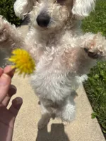 Nash, a male Poodle - Miniature  for sale in Hendersonville, TN – 9 of 10