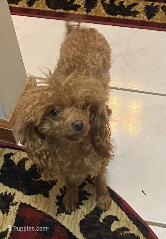 Pumpkin – Poodle - Toy  puppy for sale in Warrenton, MO