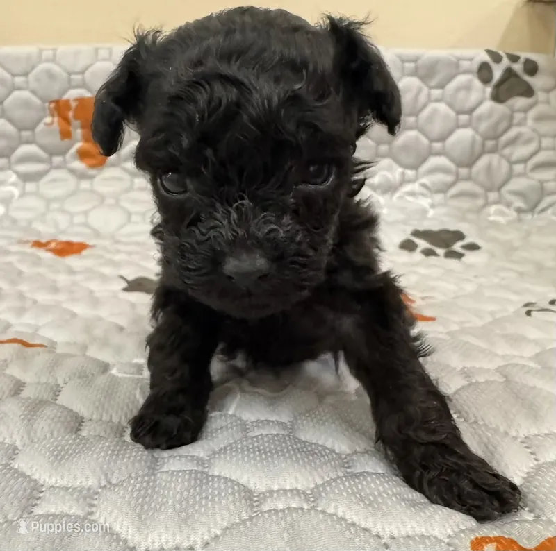 Akc coal – Poodle - Toy  puppy for sale in Nashville, TN