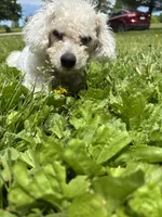 Nash, a male Poodle - Miniature  for sale in Hendersonville, TN – 5 of 10