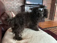Raven, a female Poodle - Toy  for sale in Hendersonville, TN – 10 of 10