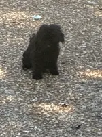 Coal, a male Poodle - Toy  for sale in Warrenton, MO – 3 of 6