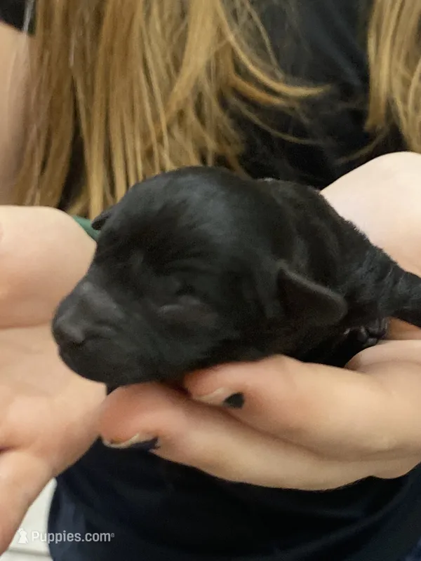 Akc coal – Poodle - Toy  puppy for sale in Warrenton, MO