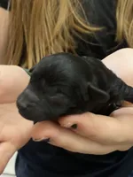 Akc coal, a male Poodle - Toy  for sale in Warrenton, MO – 1 of 1