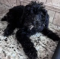 Akc onyx , a male Poodle - Toy  for sale in Hendersonville, TN – 3 of 4