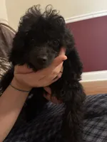 Keke, a female Poodle - Toy  for sale in Hendersonville, TN – 3 of 5